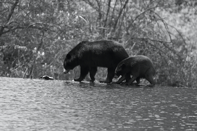 River Bears